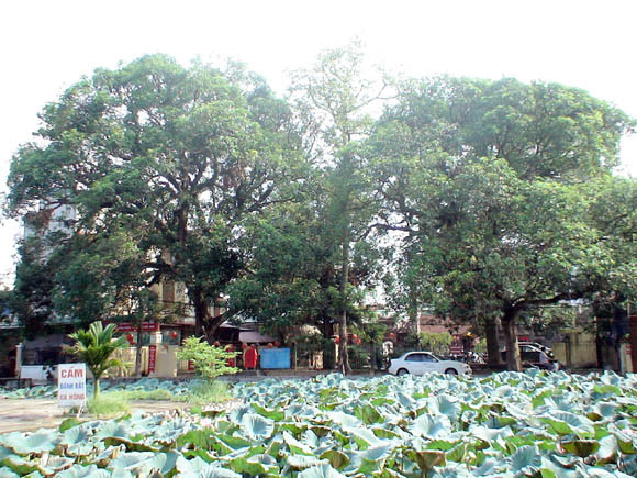 Nguyễn Quý Đức là vị quan tài giỏi, nhưng sống khoan hòa, đôn hậu, gần dân. Phan Huy Chú trong Lịch triều hiến chương loại chí viết: "Triều đình có chế tác gì lớn, phần nhiều do tay ông thảo. Ông làm tể tướng 10 năm, về chính sự chuộng khoan hậu...". (Ảnh: Đền thờ dòng họ Nguyễn Quý)