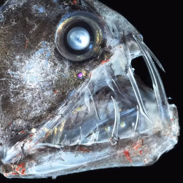 Cá rắn lục: Đây là loài cá được tìm thấy ở độ sâu khoảng 4.500 m. Sinh vật này khiến nhiều người sợ hãi với đôi mắt to trong suốt, hàm răng dài sắc nhọn và khuôn mặt dữ tợn... Chúng được coi là một trong những sinh vật đáng sợ nhất dưới đáy đại dương. 