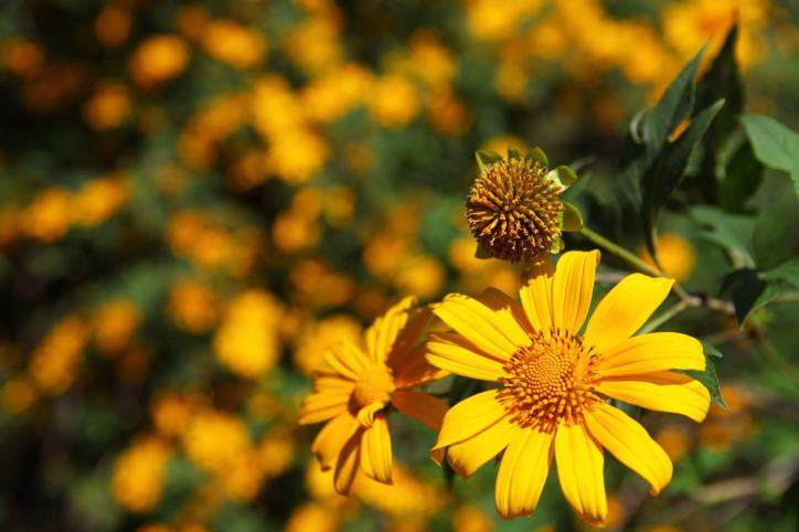 Ðau khổ vì mất người yêu, chàng chỉ còn bạn với sách đèn, miệt mài với kinh sử. Rồi chàng đậu trạng nguyên; làm quan. Chán cảnh quan trường và tình đời bạc bẽo, chàng cáo quan về sống ở quê nhà, vui với cỏ cây, với cụm hoa vàng, cúc trắng, cùng gió trăng mây nước…