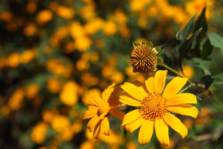 Ðau khổ vì mất người yêu, chàng chỉ còn bạn với sách đèn, miệt mài với kinh sử. Rồi chàng đậu trạng nguyên; làm quan. Chán cảnh quan trường và tình đời bạc bẽo, chàng cáo quan về sống ở quê nhà, vui với cỏ cây, với cụm hoa vàng, cúc trắng, cùng gió trăng mây nước…