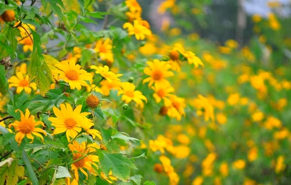 Theo lời nhà thơ, khi còn ở miền Bắc nhà ông có ngọn đồi Phượng Hoàng. Hoa cúc dại vàng mênh mông, bát ngát chạy dài che khuất đường chân trời.