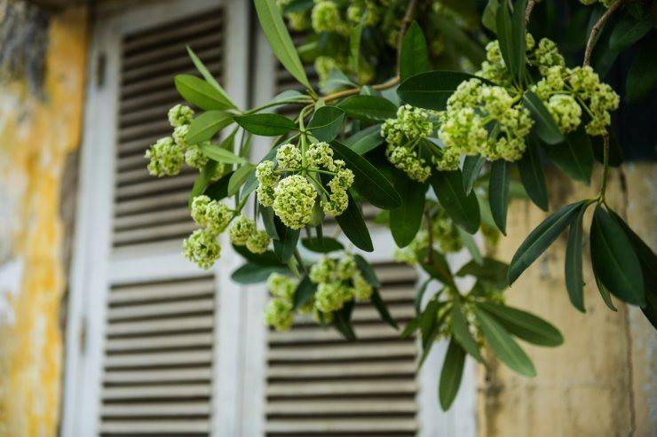 Moi tinh tuoi doi muoi cua nha tho Nguyen Phan Hach trong “Hoa sua“-Hinh-6