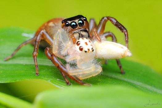 Không thể tiêu hóa thức ăn đặc: Trước khi nhện ăn mồi, nó phải biến bữa ăn thành dạng lỏng. Con nhện tiết ra các enzym nhằm phá vỡ các mô làm cơ thể con mồi mềm ra sau đó, nó hút hết phần hóa lỏng cùng với các enzyme tiêu hóa.