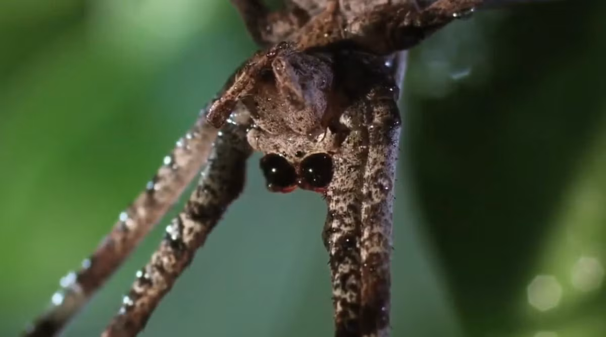 Di chuyển độc đáo: Nhện dựa vào sự kết hợp của cơ và nén huyết áp (máu) để di chuyển các chân của chúng. Một số khớp ở chân nhện thiếu cơ bắp giãn hoàn toàn. Bằng cách co thắt cơ bắp ở phần đầu ngực, một con nhện có thể làm tăng áp lực huyết áp ở chân, và mở rộng chân ở các khớp này một cách hiệu quả. 