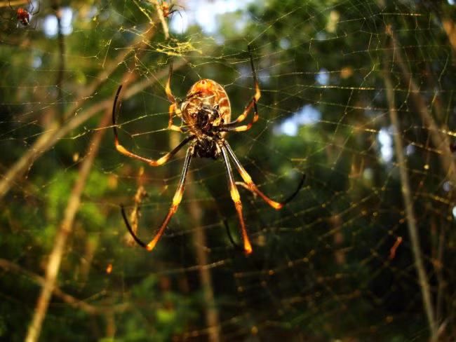 Nhện dùng tơ để bảo vệ trứng: Con nhện cái đẻ trứng trên một chiếc mạng tơ, nơi mà chúng đã chuẩn bị để giao phối. Khi một con cái đẻ trứng, nó che tất cả trứng với nhiều tơ. Túi trứng thay đổi rất nhiều, tùy thuộc vào loại nhện. Nhện Cobweb tạo ra những túi trứng dày, kín nước, trong khi nhện Cellar rất ít tơ để bọc trứng.