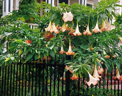 Chỉ cần uống một giọt dịch chất chiết xuất từ chất scopolamine nhẹ, nạn nhân có cảm thấy khô miệng, khó nuốt, giảm tiết dịch ở phế quản, giãn đồng tử. Nặng hơn, bệnh nhân có thể bị lú lẫn, hoang tưởng, dễ bị kích thích, mất tri giác tạm thời.