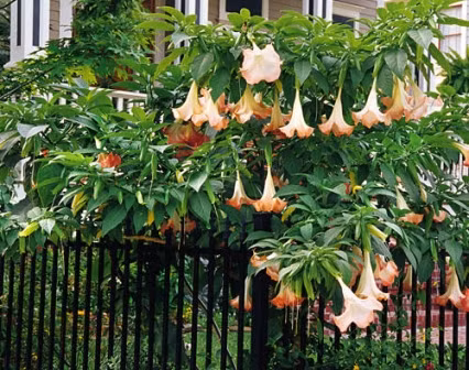 Chỉ cần uống một giọt dịch chất chiết xuất từ chất scopolamine nhẹ, nạn nhân có cảm thấy khô miệng, khó nuốt, giảm tiết dịch ở phế quản, giãn đồng tử. Nặng hơn, bệnh nhân có thể bị lú lẫn, hoang tưởng, dễ bị kích thích, mất tri giác tạm thời.