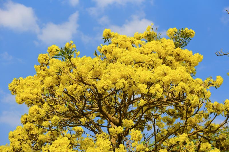 Cây chuông vàng hay cây hoàng yến chuông vàng có tên khoa học là Tabebuia aurea hay Tabebuia caraiba, thuộc họ Bignoniaceae (họ núc nác, họ chùm ớt).