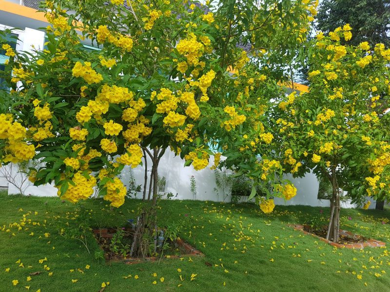 Có một loài hoa đẹp cũng giống hoa kèn thiên thần, là hoa chuông vàng. Hoa hiện nay được trồng khá phổ biến.