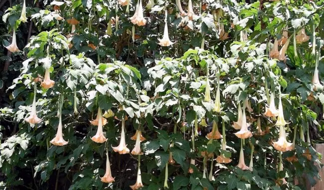 Tuy mang vẻ đẹp rực rỡ, hút mắt, song các nhà khoa học chỉ ra phấn của loài hoa này chứa chất kịch độc. Đó là chất scopolamine - một loại độc dược tác động cực mạnh đến hệ thần kinh trung ương. 