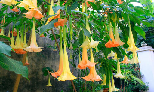 Vì thế các nhà khoa học khuyến cáo, đối với loài hoa này tránh việc hít, ngửi, cho vào miệng nhai, nhấm…