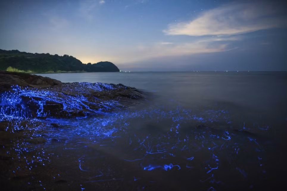 Nhưng rất tiếc là mặc dù môi trường nhiệt độ và độ ẩm là tương đương nhưng tôm phát sáng vẫn không thể sống và sinh sản được ở môi trường mới.