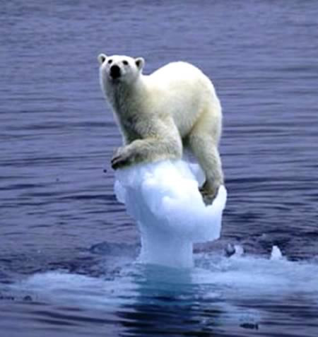  Hình ảnh ngộ nghĩnh nhưng cũng đầy phần thương cảm cho chú gấu bắc cực đang chìm dần khi băng tan.