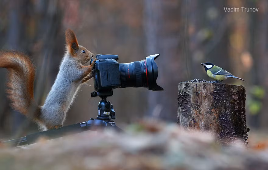 Lần lượt có mặt trên ống kính, Trunov tỏ ra khá hối hận vì ông không có thiết bị điều khiển máy ảnh từ xa để có thể chụp lại khoảnh khắc chú chim kia đậu trước ống kính.