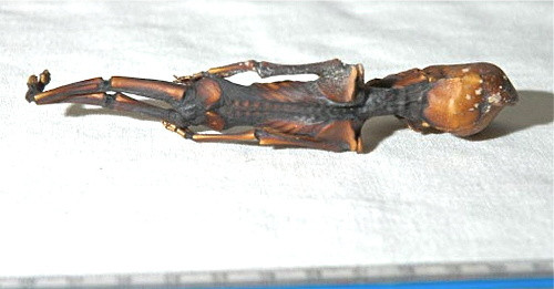 Hệ thống xương này cũng chứng tỏ rằng "người tí hon" này có khả năng di chuyển bằng hai chân thẳng đứng như con người, điều mà không mấy loài linh trưởng có thể làm được.