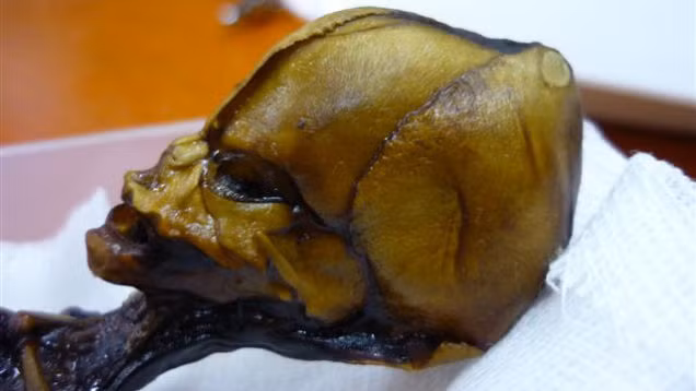 Sọ não được cấu tạo theo kiểu "xếp lớp" hoàn toàn không giống với con người.