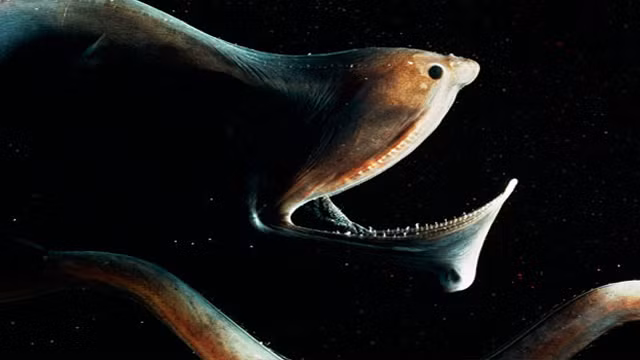 Gulper Eel sống ở tầng đáy của đại dương với độ sâu từ 4 cho tới 10km. Loài động vật có hàm răng gớm ghiếc thực chất lại ăn phù du.
