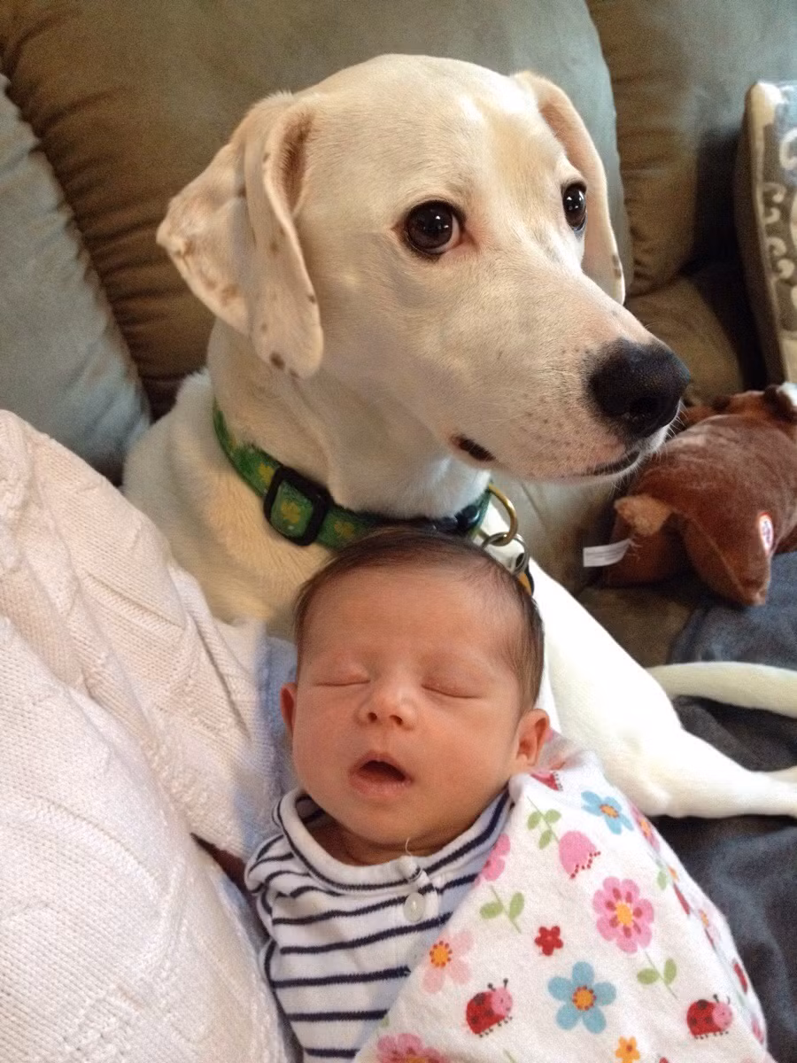 Thậm chí, chúng còn có thể "trông" em bé thay cho bố mẹ.