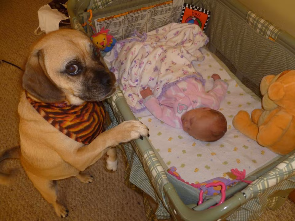 Đặc biệt là chó, loài động vật rất thông minh thường tỏ ra thân thiện với các bé.