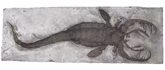 Chúng có cấu tạo vỏ sừng như loài bọ cạp hiện đại nhưng phần đuôi lại đóng vai trò làm bánh lái dưới nước nhiều hơn là một vũ khí tấn công như các loài bọ cạp khác thời nay.