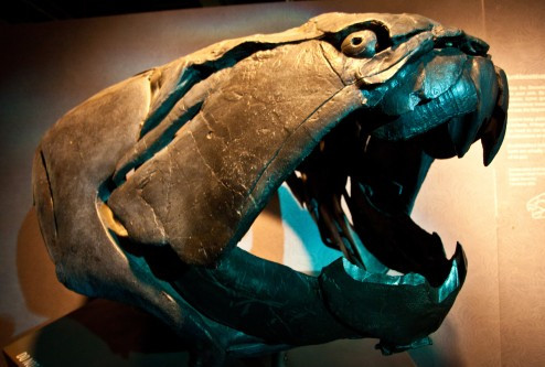 Dunkleosteus hay còn gọi là cá giáp sắt sinh sống vào thời khủng long. Chúng có độ dài chỉ khoảng 10 mét nhưng phần đầu lại được "bọc thép" bởi rất nhiều vẩy sừng rất dày.