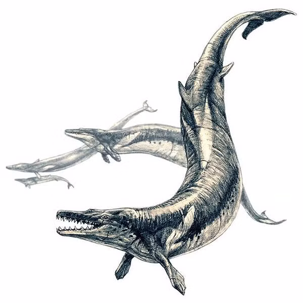 Basilosaurus có hình dáng na ná với Liopleurodon nhưng chúng dài gấp đôi. Các nhà khoa học cho rằng đây là loài quái vật chuyên săn mồi ở vùng nước nông.