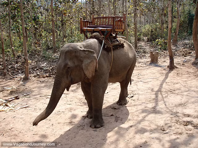 Với địa hình đồi núi và hệ thống giao thông chưa được hoàn thiện tốt như ở Lào thì việc di chuyển bằng voi trong nhiều trường hợp còn tiện hơn so với di chuyển bằng các phương tiện hiện đại khác. 