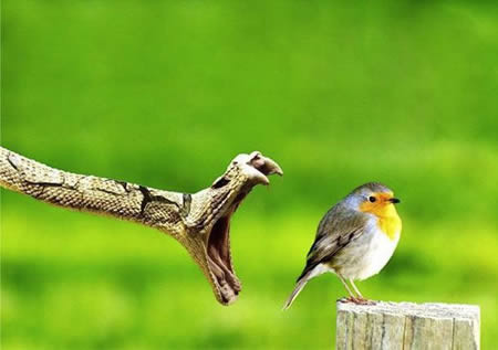 Không ai biết số phận của chú chim nhỏ sau khi bức ảnh này được chụp, nhưng có thể đoán được rằng sau đó sẽ là một cái kết không có hậu cho lắm đối với chú chim.