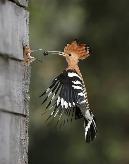 Khoảnh khắc thời gian ngừng trôi với hai chú chim gõ kiến được nhiếp ảnh gia ghi lại với một khung hình hoản hảo.