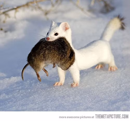 Mặc dù có hình dáng bên ngoài rất đáng yêu nhưng đây lại là một loài động vật ăn thịt.