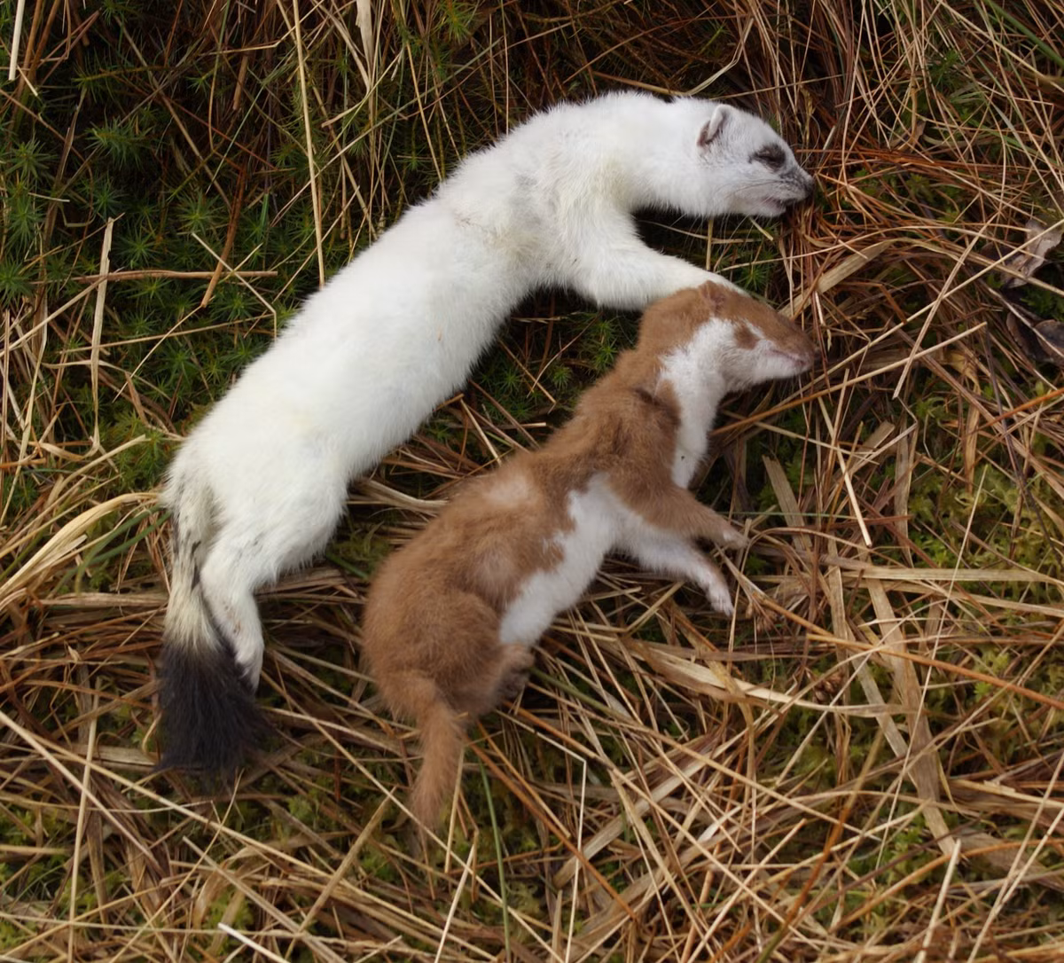 Có nhiều giống chồn chân ngắn khác nhau.