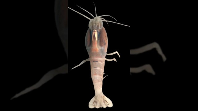 Loài tôm nào 'khó ăn' nhất hành tinh? Loai tom nao 'kho an' nhat hanh tinh?