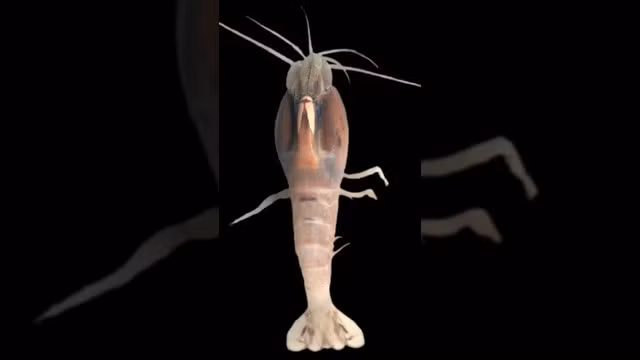 Loai tom nao 'kho an' nhat hanh tinh?