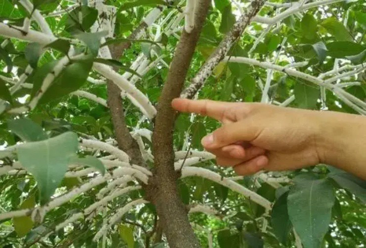 Cho con trung bam day cay, thu nhap gan 2 trieu dong/kg-Hinh-2