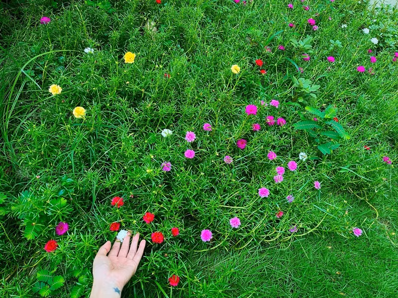 Thủy Tiên hưởng thụ buổi sáng trôi qua bình yên khi ngắm hoa trong sân vườn. Ảnh: FB Thủy Tiên.