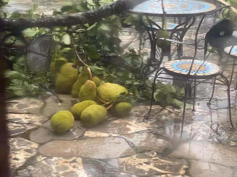 "Vườn yên ổn về người và nhà. Chỉ có cây trái và cảnh quan nát bươm", Việt Hoàn chia sẻ. Ảnh: FB Việt Hoàn.