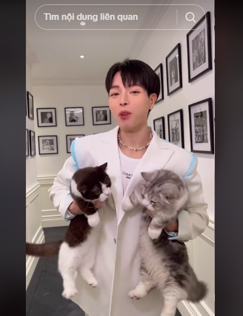 Đức Phúc nuôi một số chú mèo trong căn hộ. Ảnh: TikTok Đức Phúc.