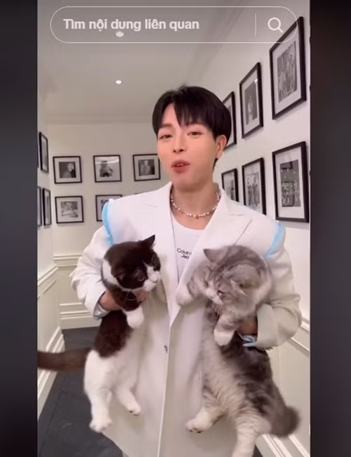 Đức Phúc nuôi một số chú mèo trong căn hộ. Ảnh: TikTok Đức Phúc.