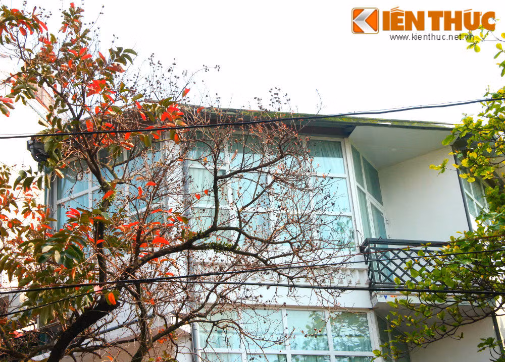 Những tán lá đỏ đánh dấu mùa đông kết thúc và bắt đầu một mùa xuân tươi mới.