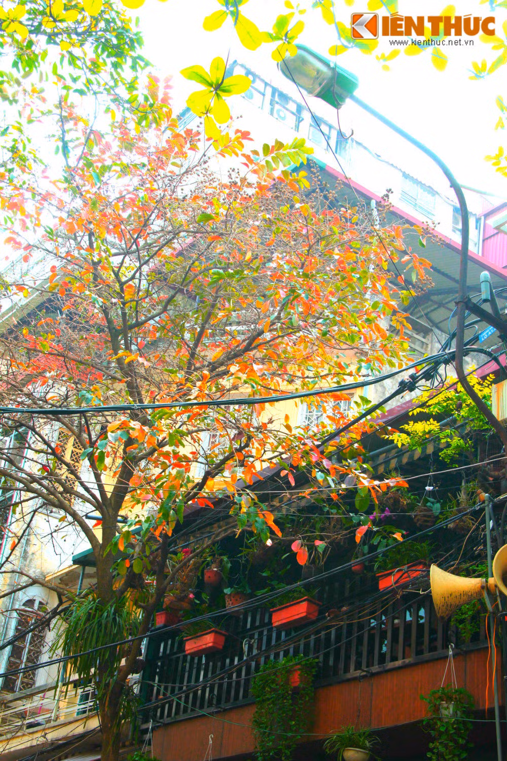 Một quán cà phê phố cổ nổi bật với sắc lá đỏ.