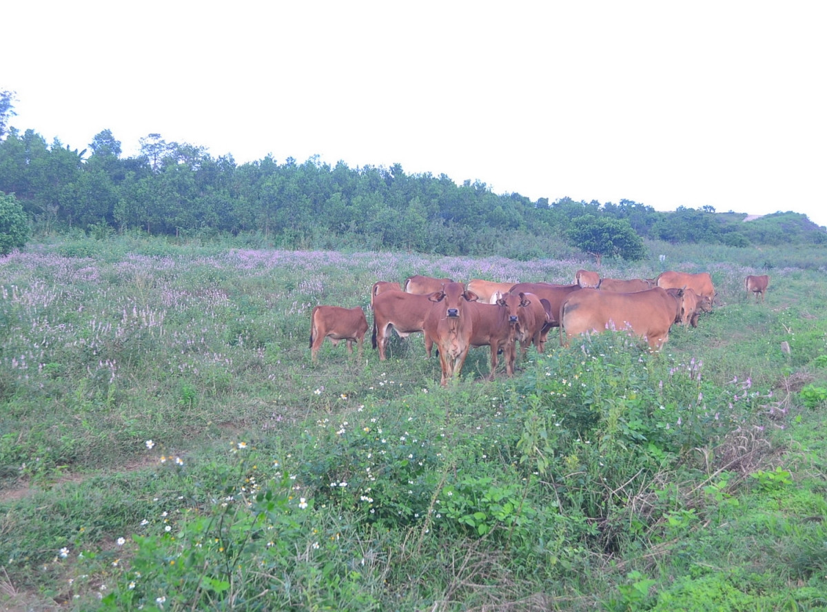 Mien Trung ret chua tung thay-Hinh-3