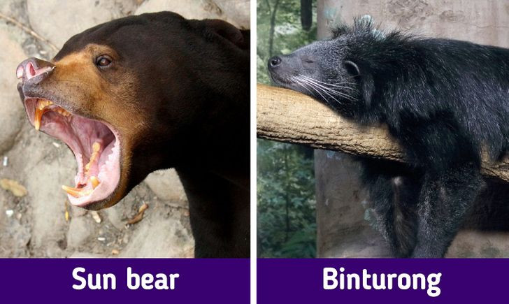 Loài gấu nhỏ nhất thế giới ở Malaysia.
