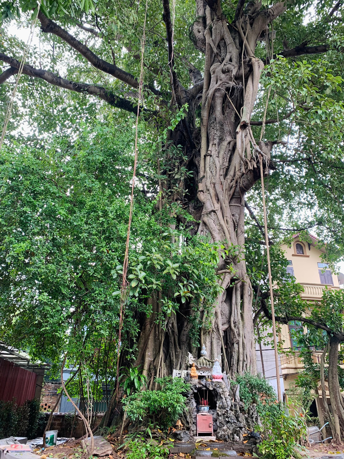 Từ ngoài vào, tam quan nhà chùa nằm ngay dưới tán cây đa cổ thụ 400 năm tuổi, thân lớn nhiều người ôm, tán lá xum xuê tạo cho khu chùa Mía một cảnh yên tĩnh mát mẻ và linh thiêng. 