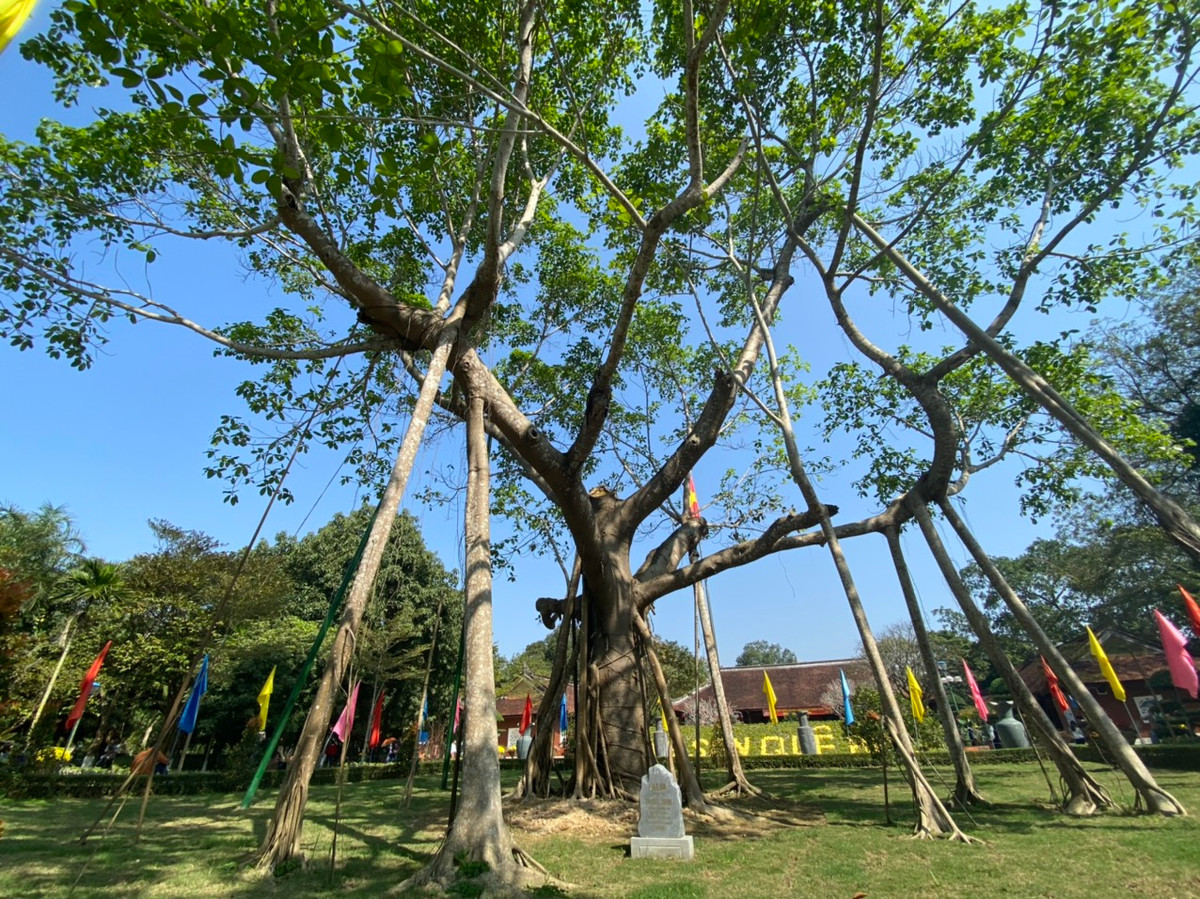 Cây Đa của Cố Tổng Bí thư Trường Chinh trồng trước Khu di tích