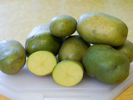 Triệu chứng ngộ độc solanine gồm buồn nôn, nôn mửa, tiêu chảy, đổ mồ hôi, nhức đầu và đau dạ dày. Các triệu chứng nhẹ có thể biến mất sau khoảng 24 giờ. Trường hợp nặng, người ngộ độc khoai tây có thể tê liệt, co giật, khó thở, hôn mê, thậm chí tử vong. 