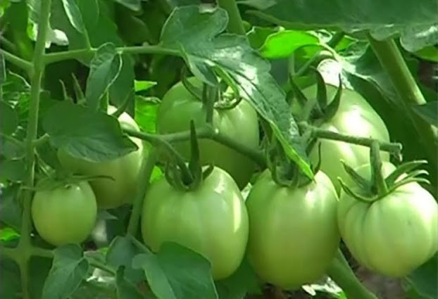 Các loại rau quá xanh: GS. TS Trần Khắc Thi (Phó Viện trưởng Viện Nghiên cứu và Phát triển công nghệ nông, lâm nghiệp Thành Tây - ĐH Thành Tây) cho biết: Trong các loại rau quá xanh có chứa nitrat (NO3) tức là phân đạm. Chất này khi đi vào cơ thể ở mức bình thường thì không gây độc. Song nếu hàm lượng vượt quá tiêu chuẩn cho phép thì nguy hiểm vô cùng.