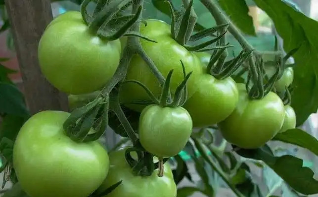 Đó là lý do vì sao các nước nhập khẩu rau bao giờ cũng phải kiểm tra NO3 rồi mới tới các thành phần khác. Nếu có chứa nhiều thì họ trả lại ngay. No3 không gây ngộ độc cấp tính như thuốc bảo vệ thực vật nhưng nó lại âm thầm phá hủy hệ tiêu hóa. Trong 10 năm trở lại đây, người bị K hệ tiêu hóa rất nhiều, nguyên nhân chủ yếu là NO3 đến từ nước uống và rau xanh.