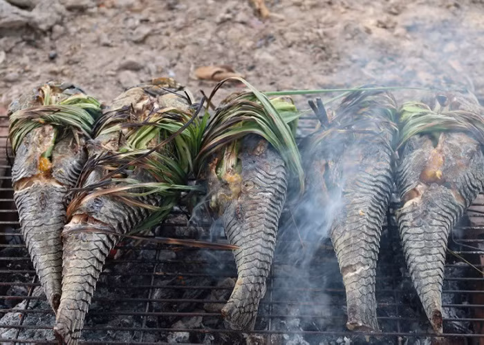 Cá lau kiếng có ăn được không? - Hình 2 Ca lau kieng co an duoc khong?-Hinh-2