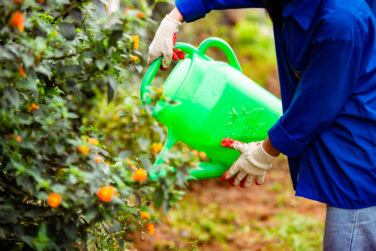 Sa Pa ra quan don dep va trong hang nghin cay xanh-Hinh-6