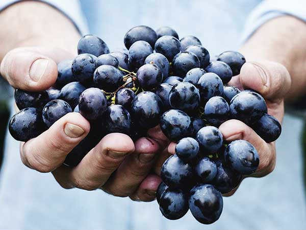 Nho: Dù giàu chất xơ và các dưỡng chất thiết yếu, nho cũng là một loại trái cây mà người bệnh tiểu đường cần kiêng do chứa hàm lượng đường và carbs cao.